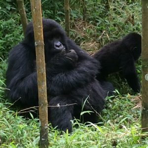 5 Days Rwanda Gorillas & Chimpanzee Tour