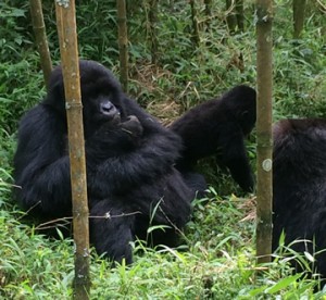 7 Days Rwanda Gorillas & Chimpanzee Trekking Tour