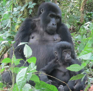 8 Days Rwanda Wildlife & Double Gorilla Safari