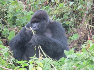 8 Days Budget Rwanda Uganda Gorillas & Wildlife Safari