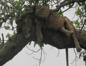 7 Days Budget Rwanda Uganda Safari (Gorillas, Chimps & Wildlife Tour)