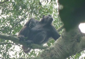 9 Days Budget Rwanda Chimps Gorilla Trek & Wildlife Safari