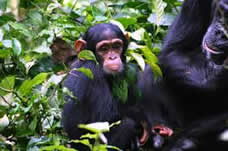 6 Days Budget Uganda Chimps & Gorilla Trekking Safari