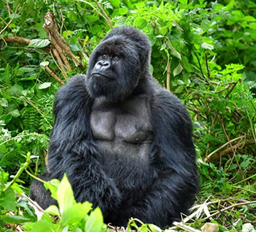 12 Days Rwanda Uganda Double Gorillas & Chimpanzee Safari