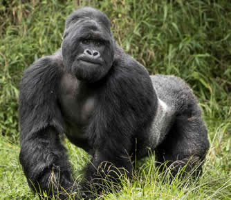 3 Day Budget Congo Gorilla Safari