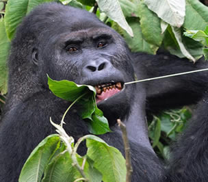 4 Days (BEST) Congo Lowland Gorilla Trek